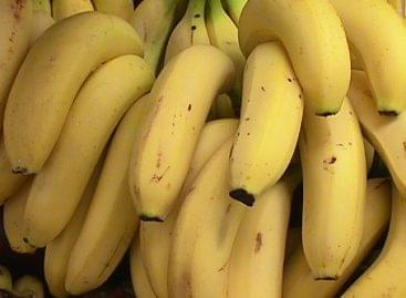 Több mint fél tonna kokain rejtőzött a banánszállítmányban
