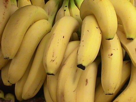 More than half a tonne of cocaine was hidden in the banana consignment