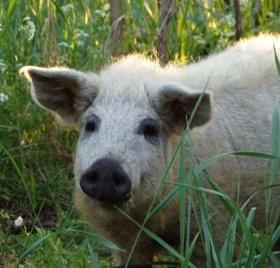 mangalica1