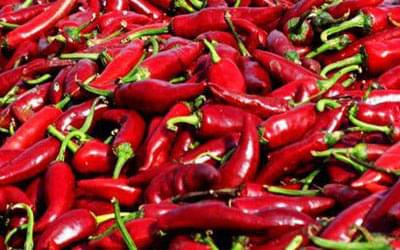 szegedi paprika