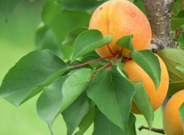 Climate change is a major threat to apricots