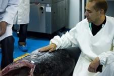 Palotás Péter „nagy fogás” mellett térdel: az atlanti kékúszójú tonhalnak ez a darabja hozzávetőlegesen egymillió forintba kerül