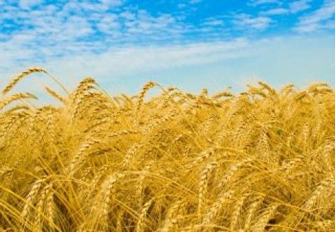 Global wheat and rice harvests poised to set new record