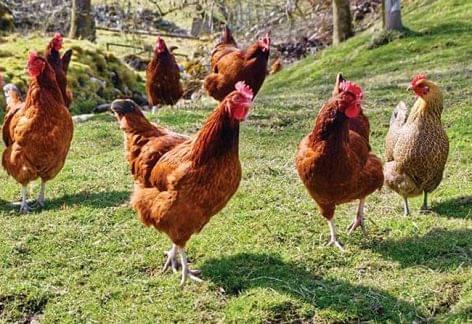 More than a hundred thousand birds were killed due to bird flu in Füzesgyarmat