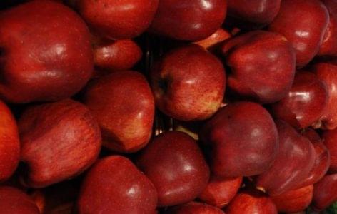 Európai túltermelés sújtja a magyar almatermelőket