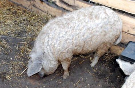 250 mangalica frams are operating in Hungary