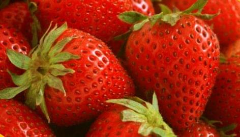 Domestic strawberries to appear on the maarket
