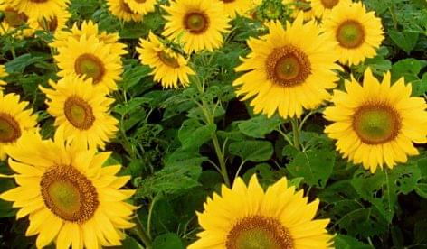 Sunflower exports expanded, wheat exports fell
