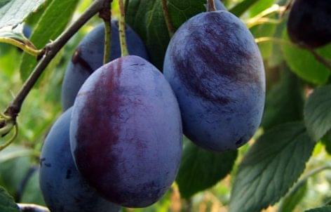 The lowest plum yield in the last twenty years is expected in Hungary