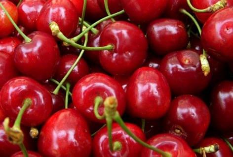 FruitVeB: What we can expect from the sour cherry season