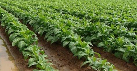 The season preparations may start earlier for the tobacco producers