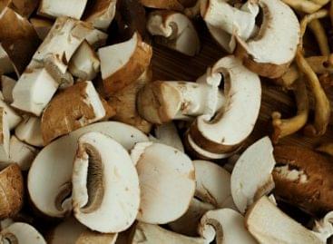 A method based on biological control of mushroom cultivation was developed with the participation of SZTE
