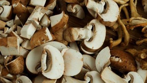 Based on the results of Hungarian researchers, mushroom growing can be made safe