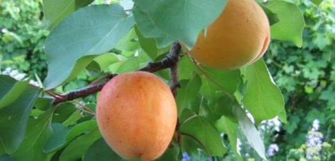 NAK: a good apricot harvest is expected