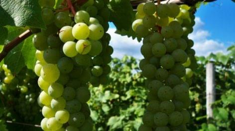 A szőlőültetvények telepítése stratégiai kérdés