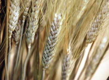 FAO: a világ élelmiszerárai 0,8 százalékkal csökkentek áprilisban