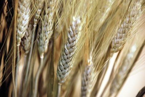 Higher-than-expected wheat output in the European Union