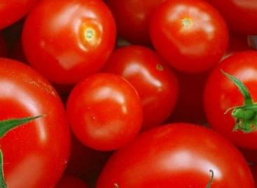 More than 80,000 tons of tomatoes were processed this year by Univer Product
