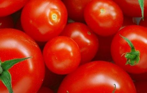 Domestic tomato production area increased sevenfold