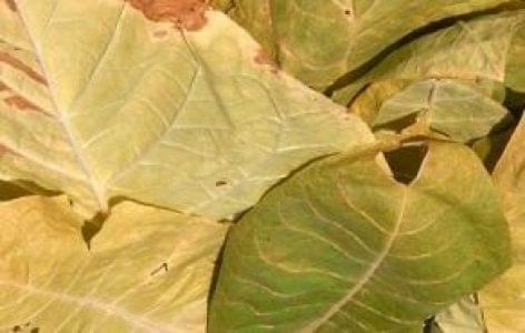 Two tons of dried tobacco leaves were stolen Kékcse