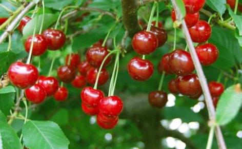 More cherries have grown this year at the largest producer of Békés county