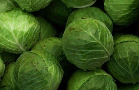 Hungarian cabbage farmers face a difficult year