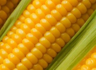 Kukorica – az új okos csomagolás