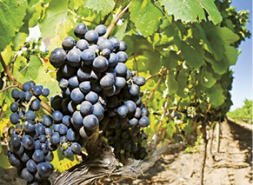 Kormányzati párbeszéd a szőlő- és bortermelőkkel