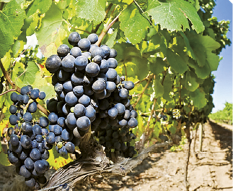 Kormányzati párbeszéd a szőlő- és bortermelőkkel