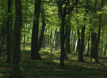 Nagy István: egyre nagyobb az erdők szerepe a magyar agráriumban