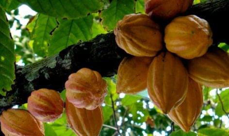 Cocoa bean can be extinct
