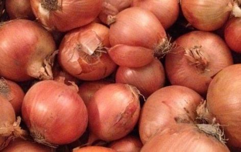 With the collaboration of the Chamber of Agriculture, the Hungarian onion sector can become more stable
