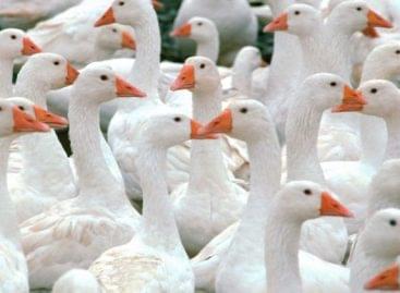 Újabb Békés megyei állattelepen jelent meg a madárinfluenza vírusa
