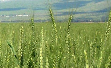 More winter wheat grown this year in Zala county