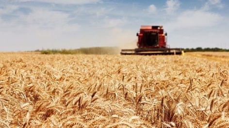 The wheat harvest begins next week