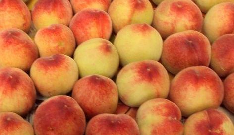 The producer price of peaches is increasing