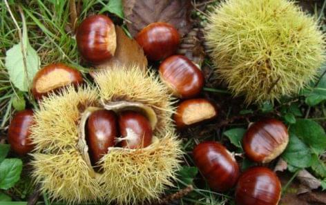 Chestnut feast in Velem during the weekend