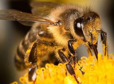 AM-államtitkár: a méhészek jelentik a sikeres mezőgazdaság kulcsát
