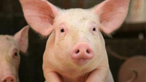 The pig population increases as the result of the introduced measures