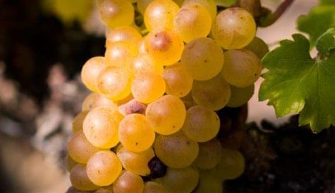 Furmint February to come