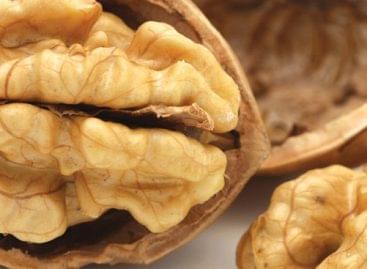 A Pécs-based company starts developing a plant protection product to treat bacterial diseases in walnut trees