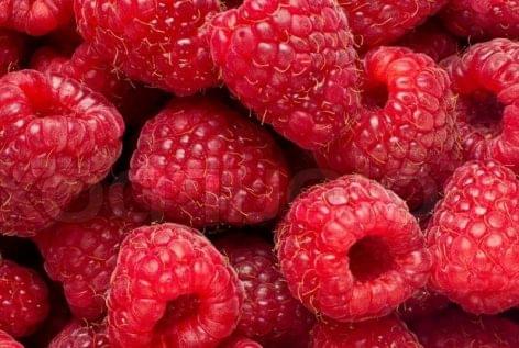 Raspberry production fell significantly