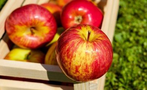 The apple yield may be above average