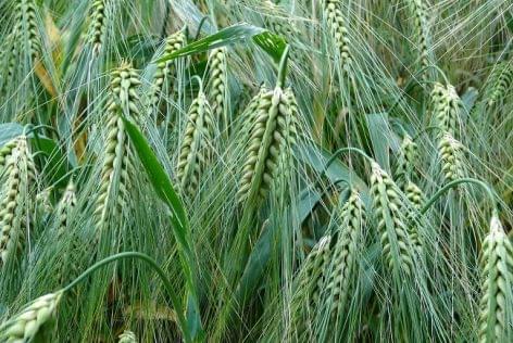 Half of spring barley and wheat have already been sown in Zala County