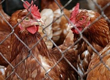 AM: Poultry farmers will receive nearly 3 billion HUF in support within a few days