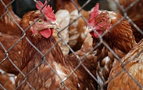 Favorable trends in poultry farming