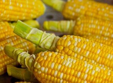 80 percent of the corn was harvested in Zala County