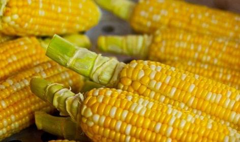 80 percent of the corn was harvested in Zala County