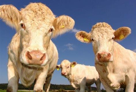 It is possible to breed cattle that emit less methane