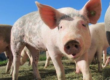 The export and import of live pigs also decreased